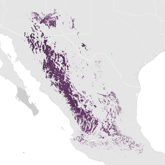 Abundance Map