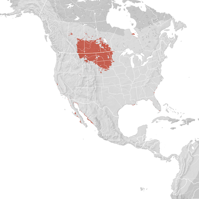 Mapa de distribuição