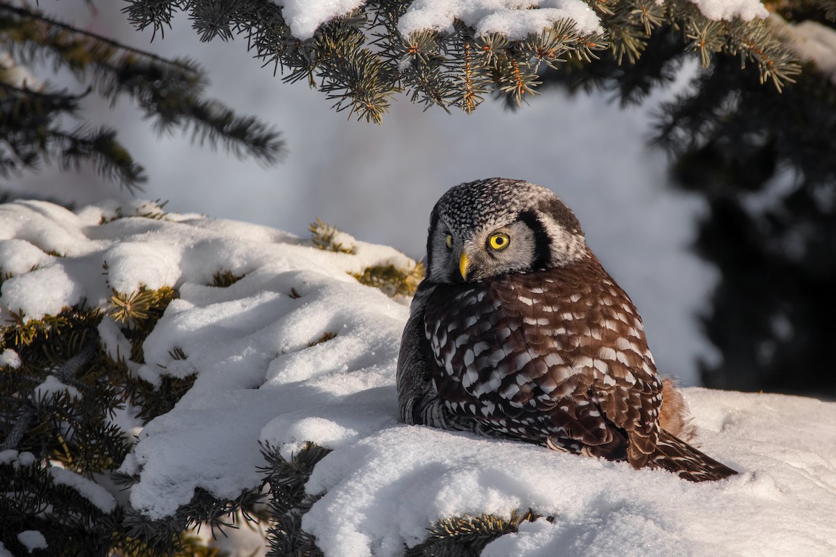 Northern Hawk Owl - Rain Saulnier
