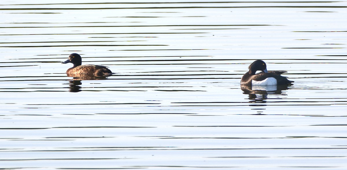 Tufted Duck - ML610432337