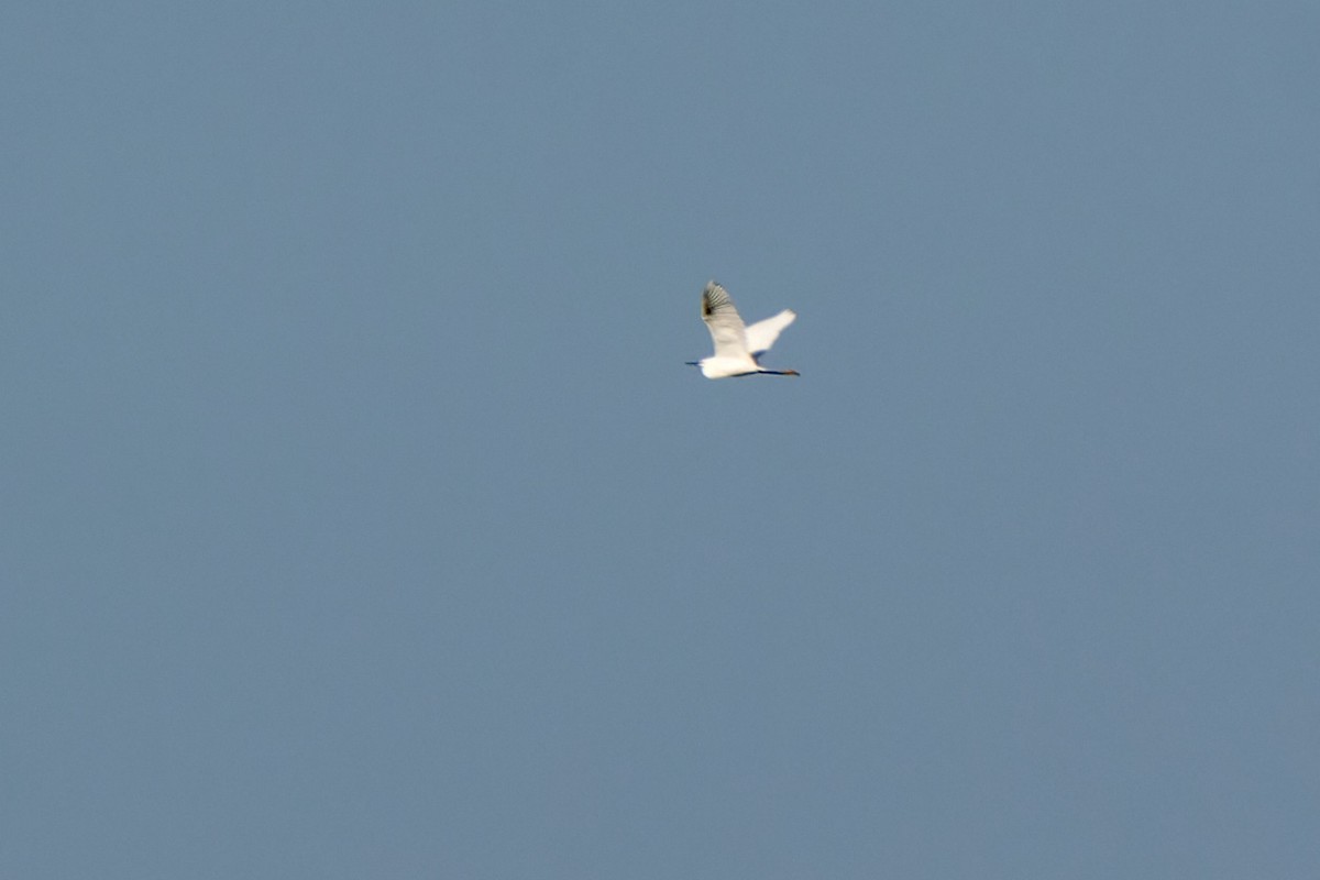 Great Egret (alba) - ML610432396