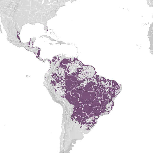 Mapa de Distribuição