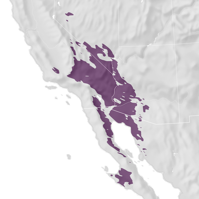 Mappa di distribuzione