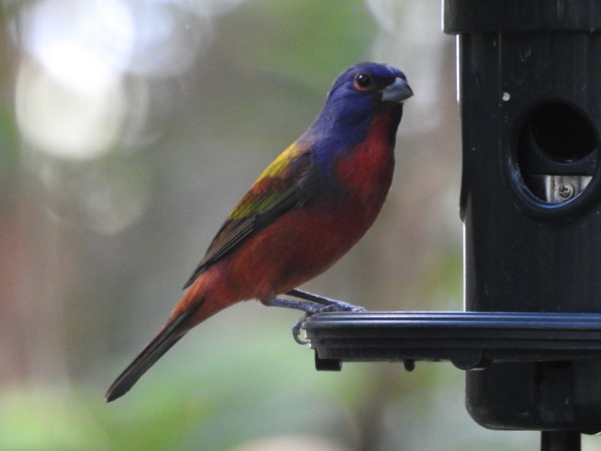 Painted Bunting - ML610432689