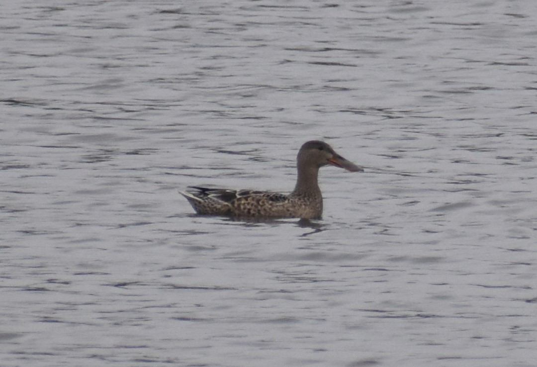 eBird Checklist 27 Oct 2023 Wood Dale Reservoir 27 species