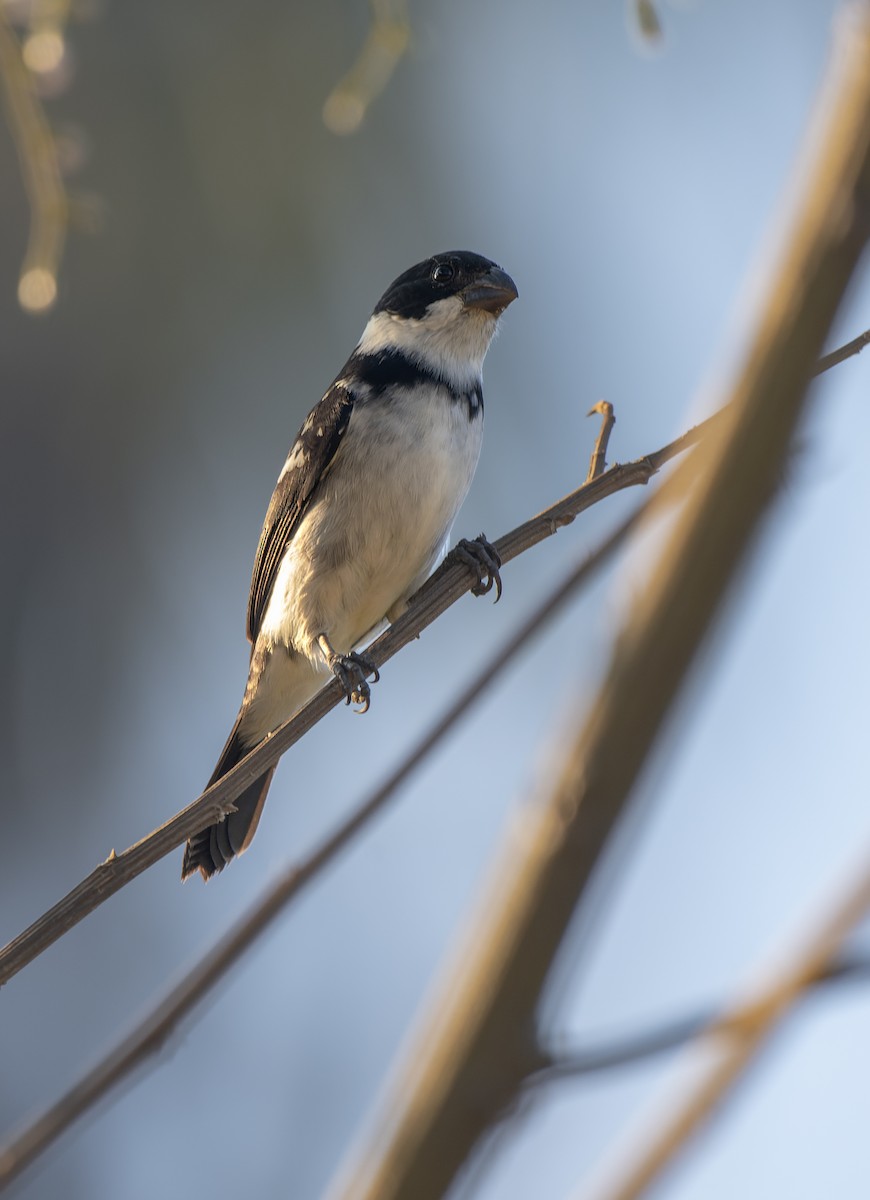 Wing-barred Seedeater (Caqueta) - ML610433293