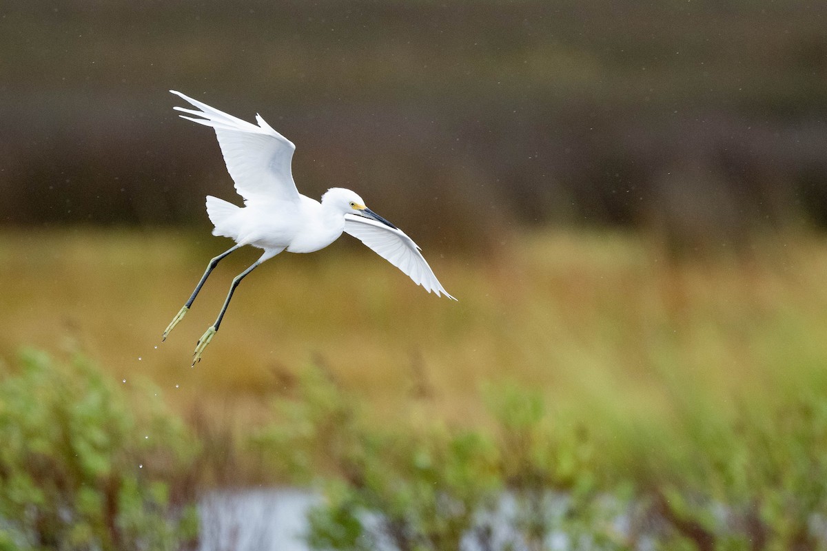 eBird Checklist 23 Sep 2023 Deal Island WMARiley Roberts Rd. 35