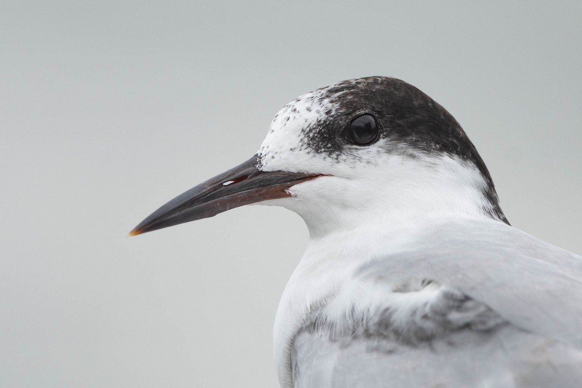 Common Tern - Jonathan Irons
