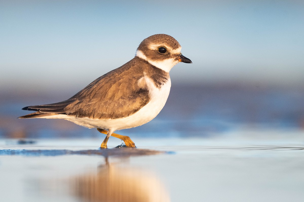 Semipalmated Plover - ML610433551