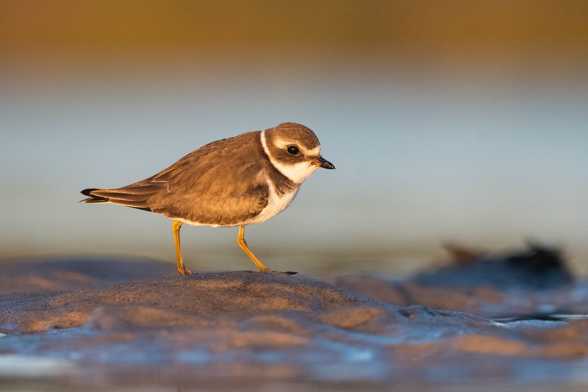 Semipalmated Plover - ML610433553