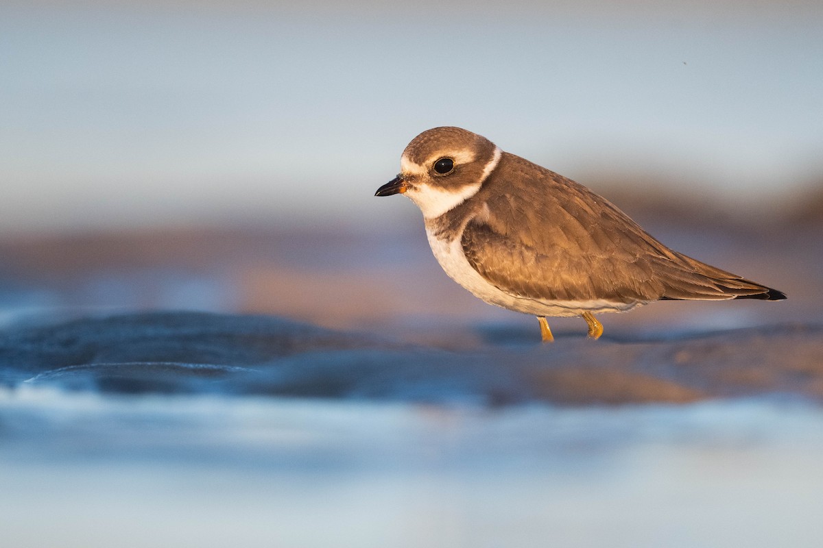 Semipalmated Plover - ML610433555