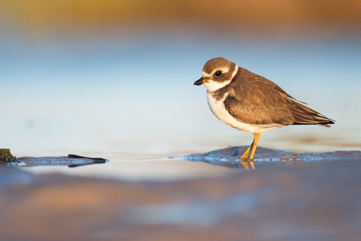 Semipalmated Plover - ML610433556
