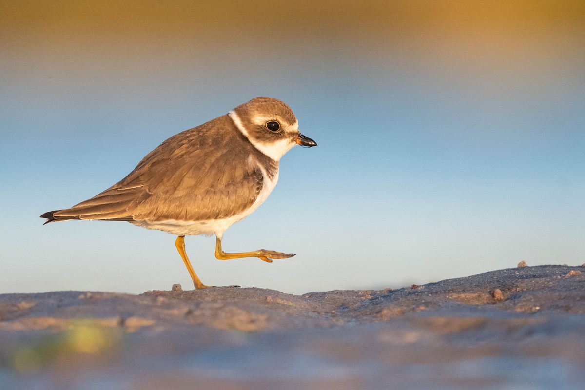 Semipalmated Plover - ML610433559