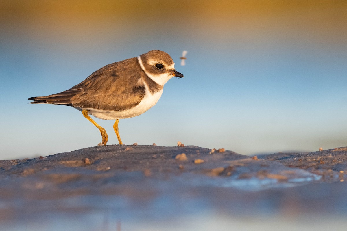 Semipalmated Plover - ML610433568