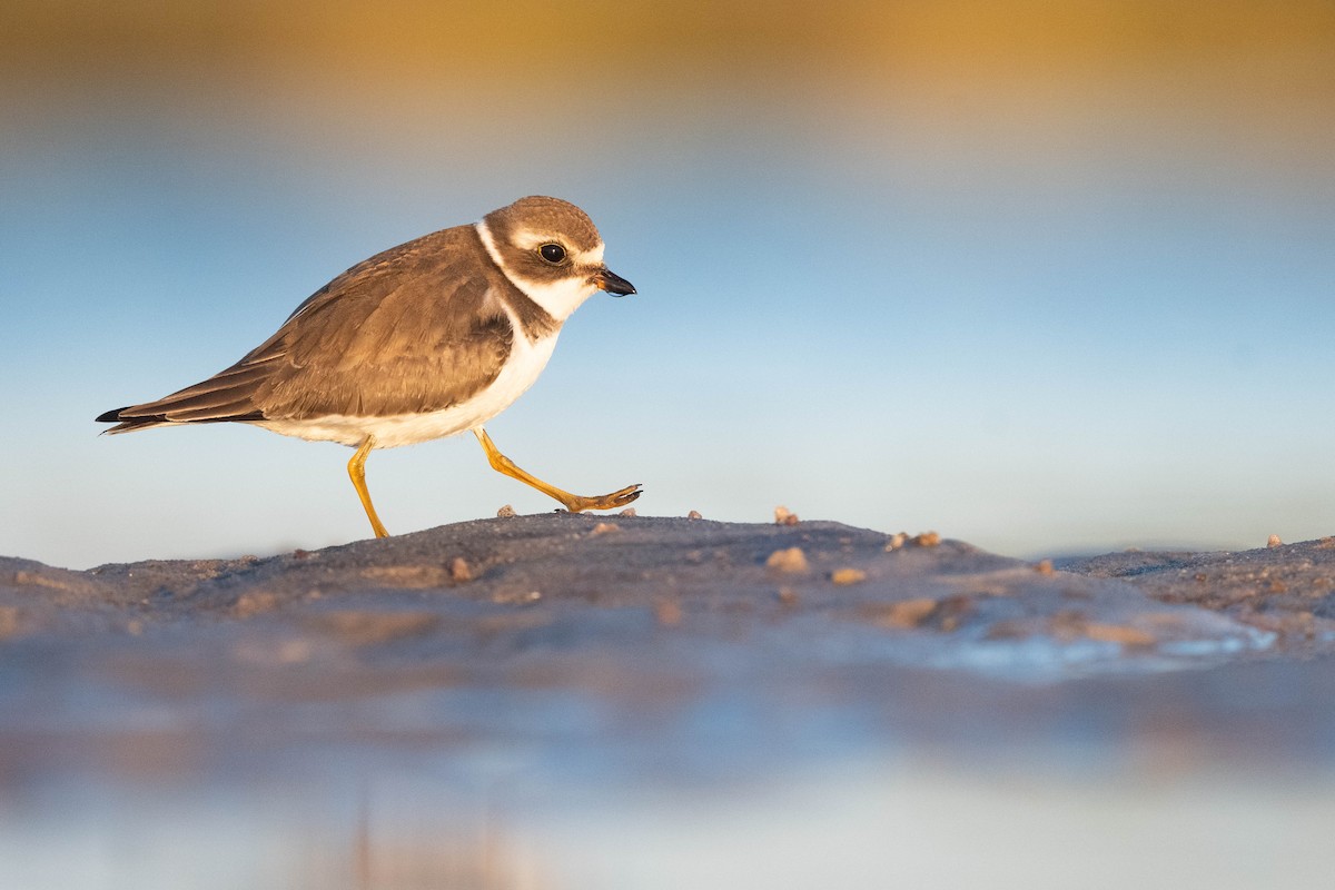 Semipalmated Plover - ML610433569