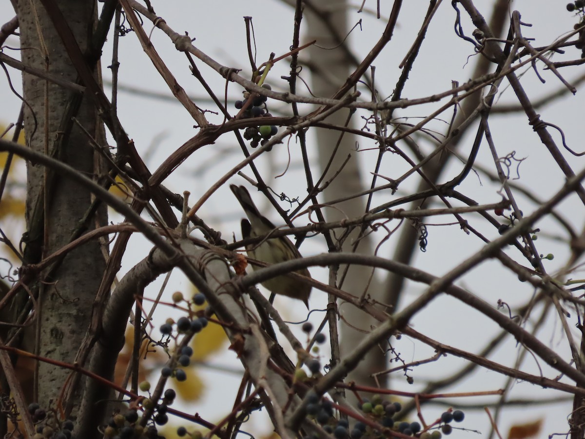 Yellow-rumped Warbler (Myrtle) - ML610434449