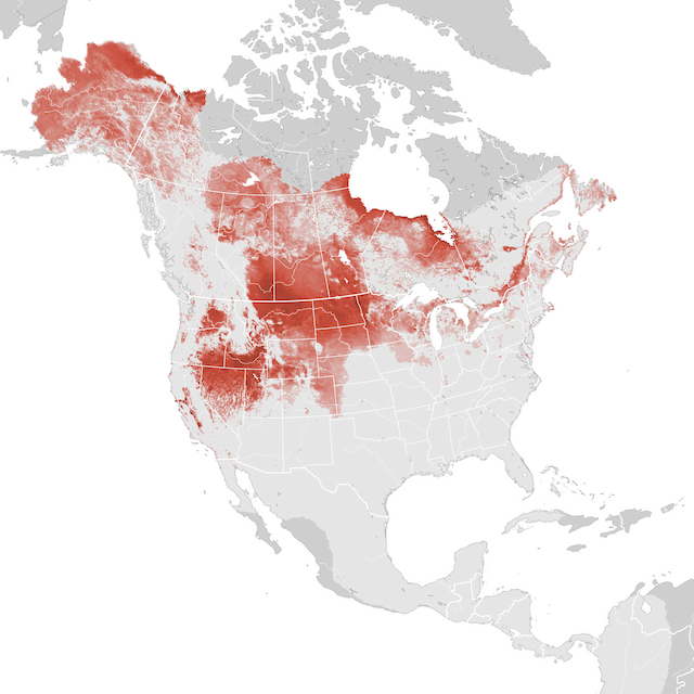 Abundance Map