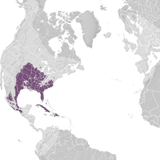 Mapa de Distribuição