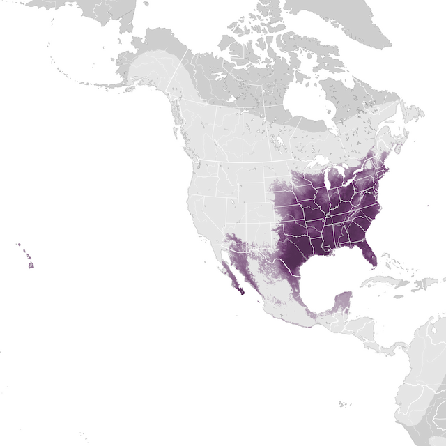 Mapa abundance