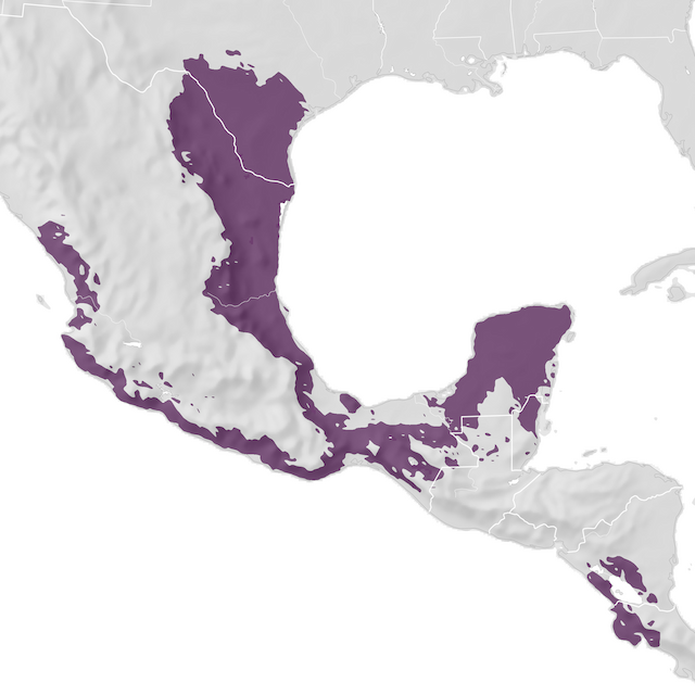 Mapa de Distribuição