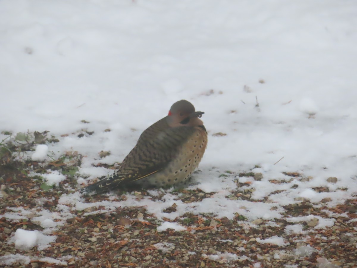 Northern Flicker (Yellow-shafted) - ML610434673