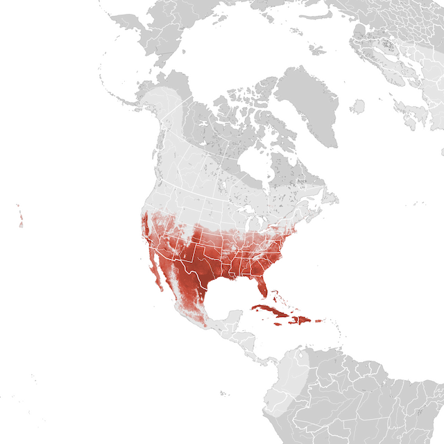 Abundance Map