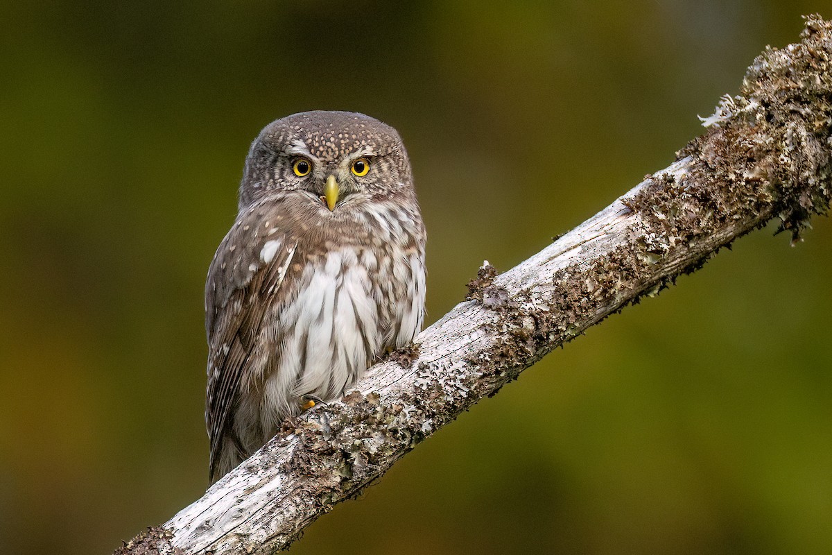Eurasian Pygmy-Owl - Chris Venetz | Ornis Birding Expeditions
