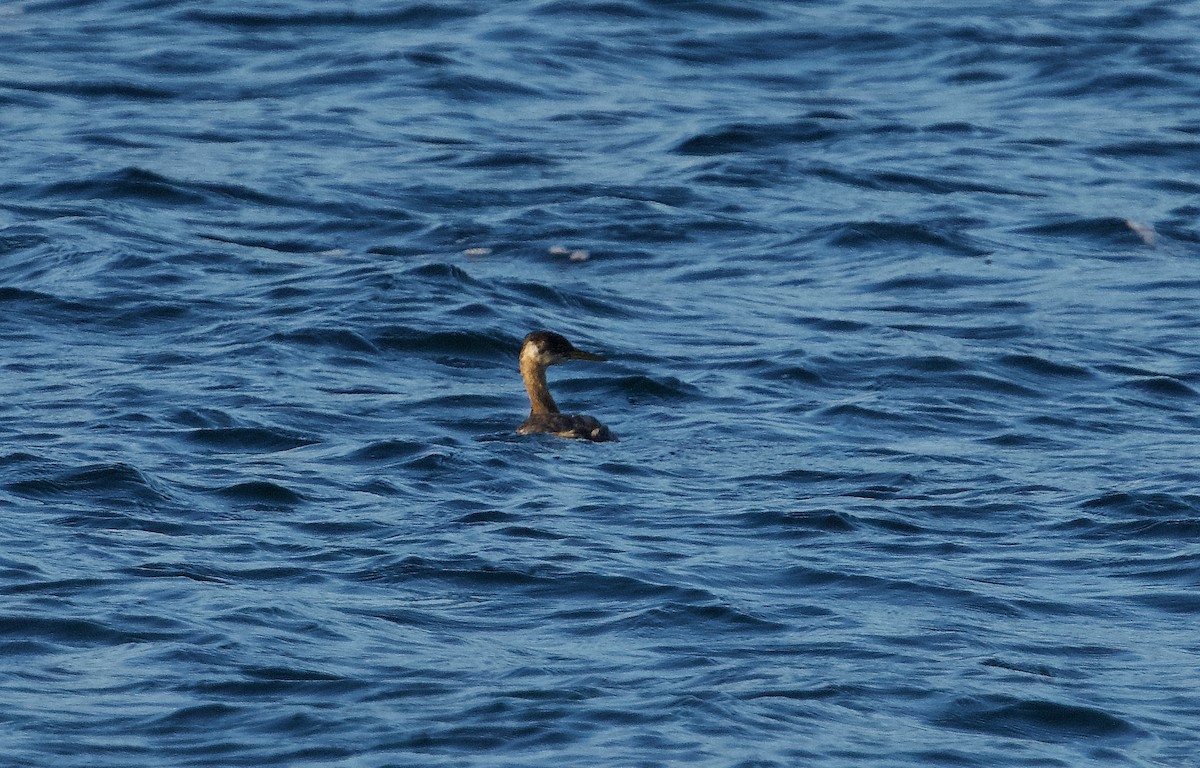 Red-necked Grebe - ML610434856
