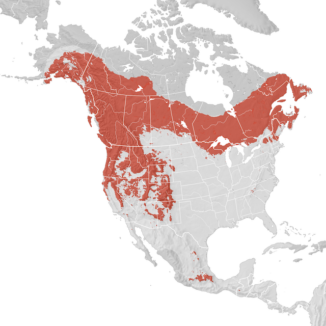 Carte de distribution