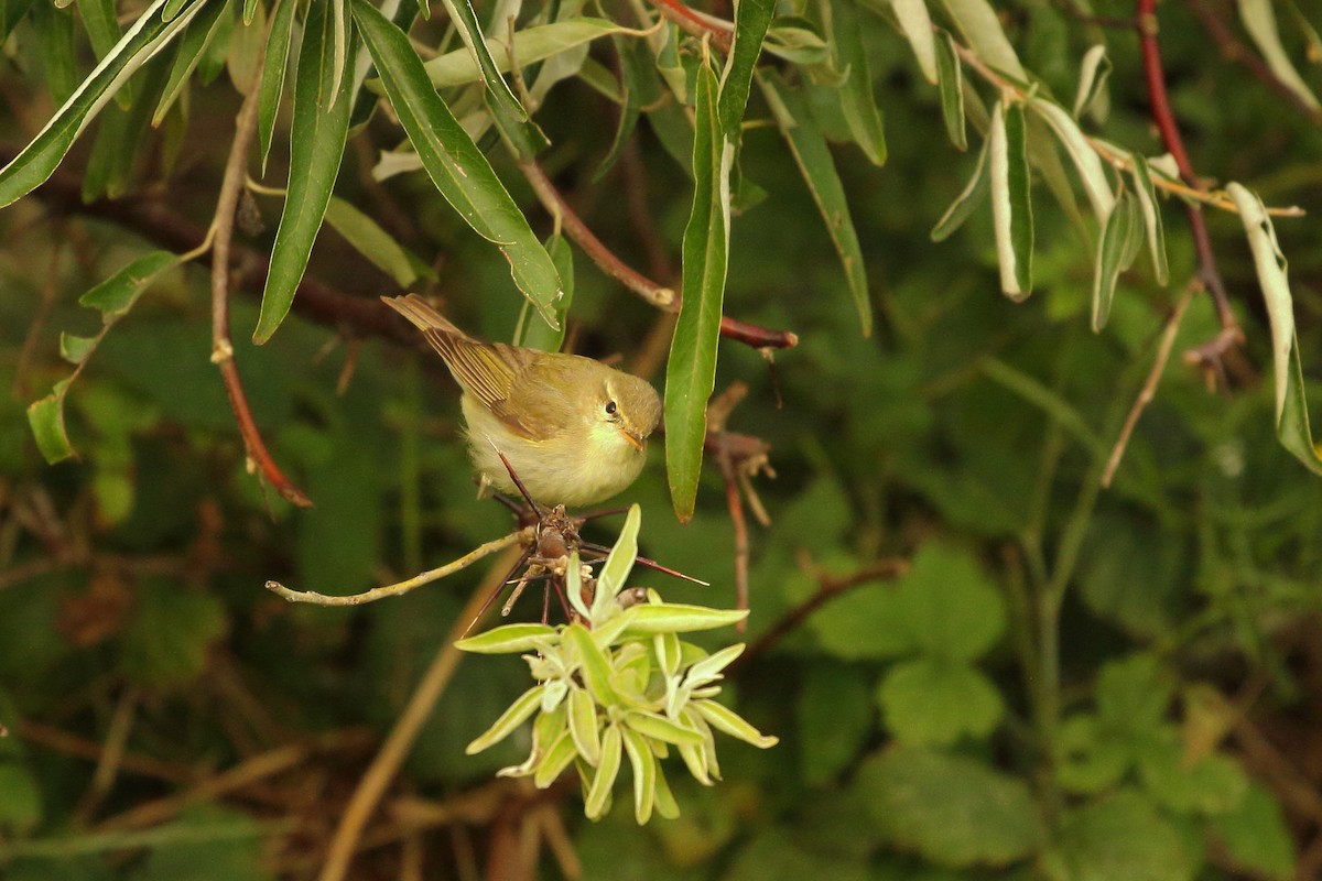 Greenish Warbler (viridanus) - Simon Feys