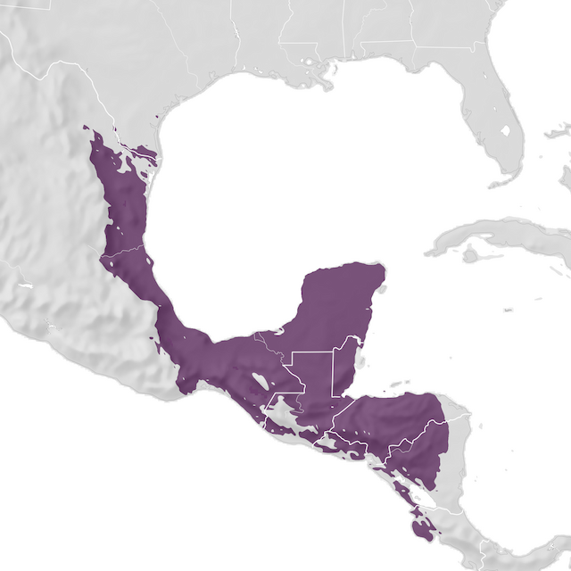 Mapa de Distribuição