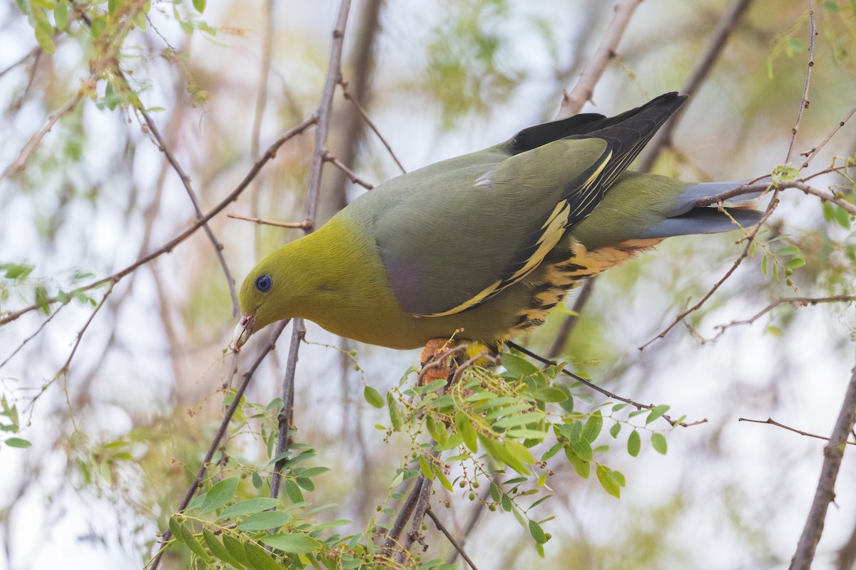 Madagascar Green-Pigeon - ML610435500