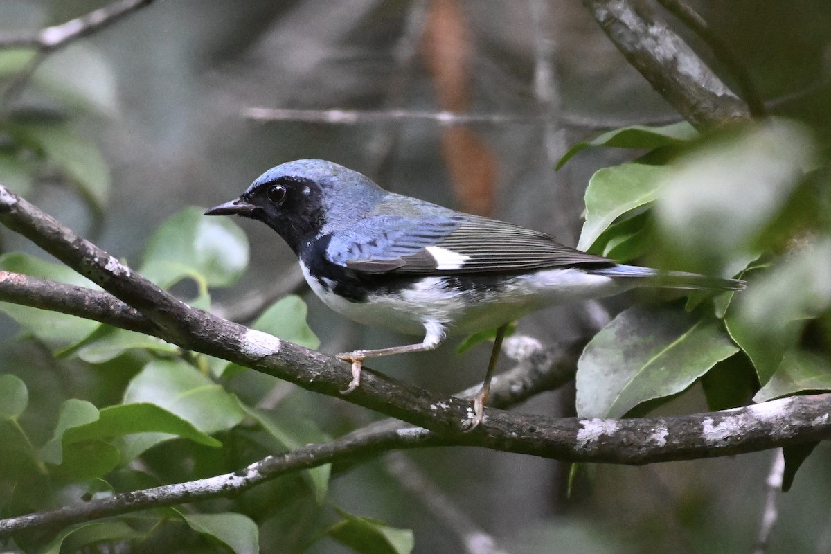 Black-throated Blue Warbler - ML610435776