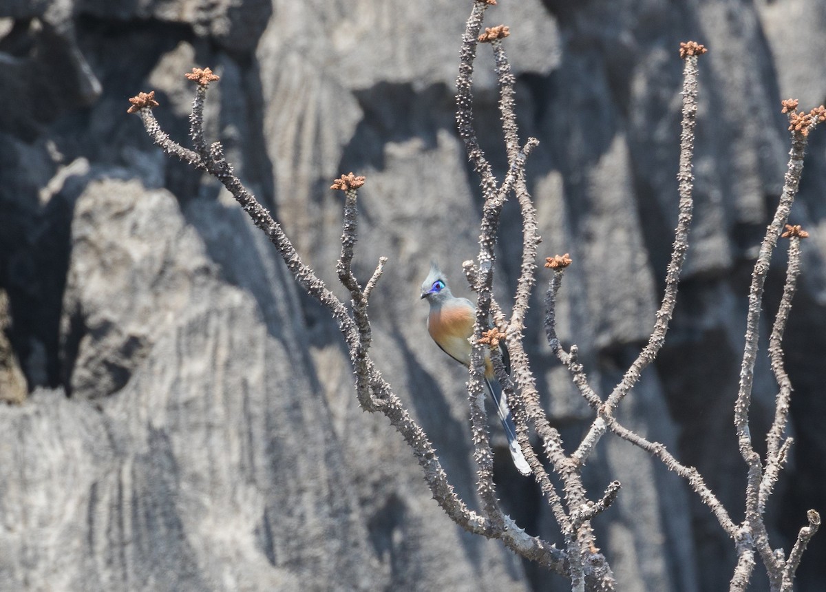 Crested Coua - ML610435814