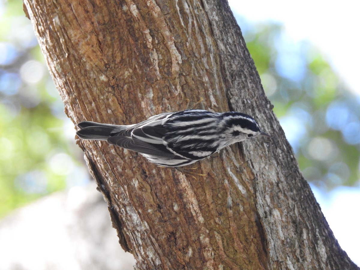 Black-and-white Warbler - ML610435968
