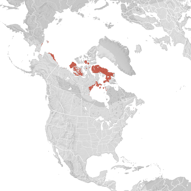 Mappa di distribuzione