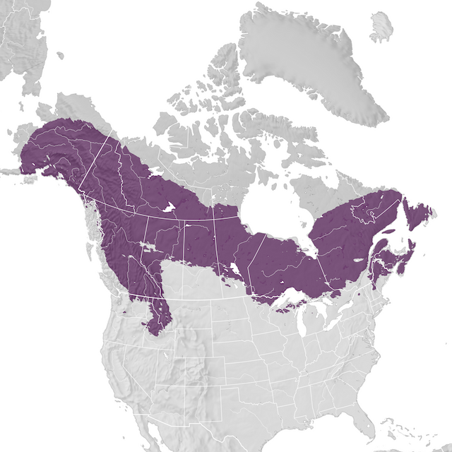 Carte de distribution