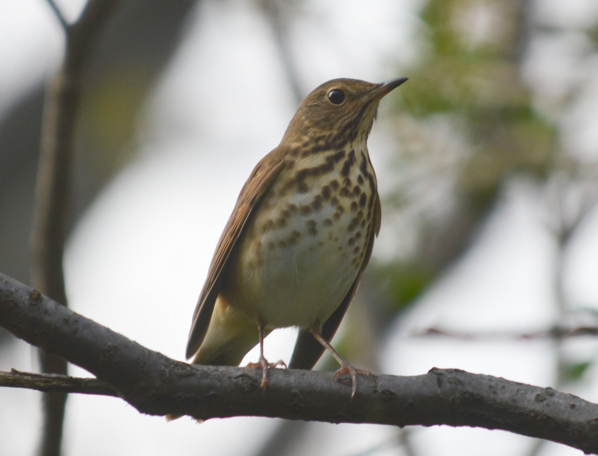 eBird Checklist - 27 Oct 2023 - Halibut Point SP - 36 species
