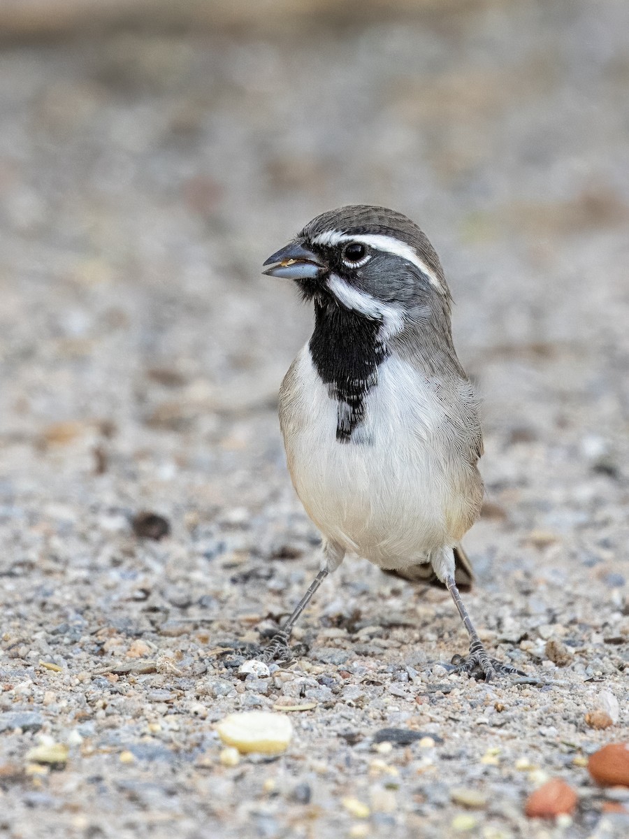 Black-throated Sparrow - Paul Leonard