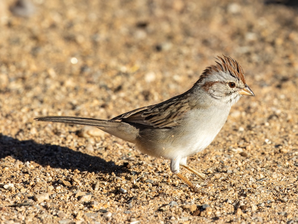 Rufous-winged Sparrow - Paul Leonard