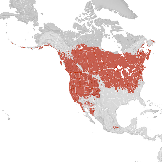 Mapa de Distribuição