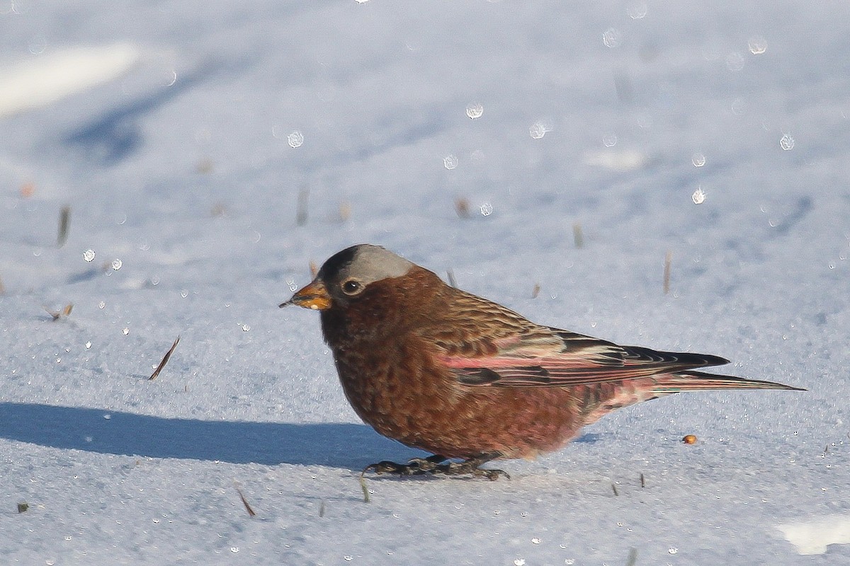 Gray-crowned Rosy-Finch - ML610436982
