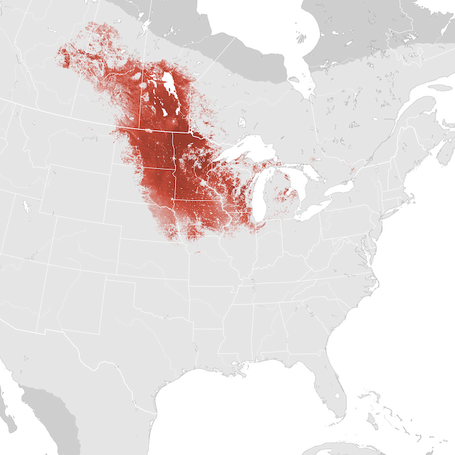 Abundance Map