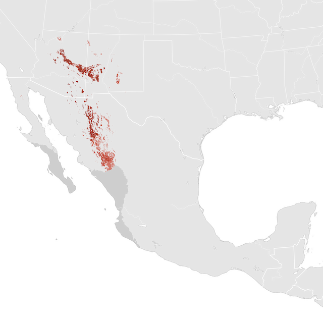 Abundance Map