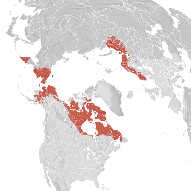 Mapa de Distribuição