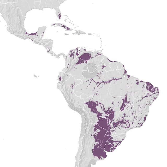 Mapa de Distribuição