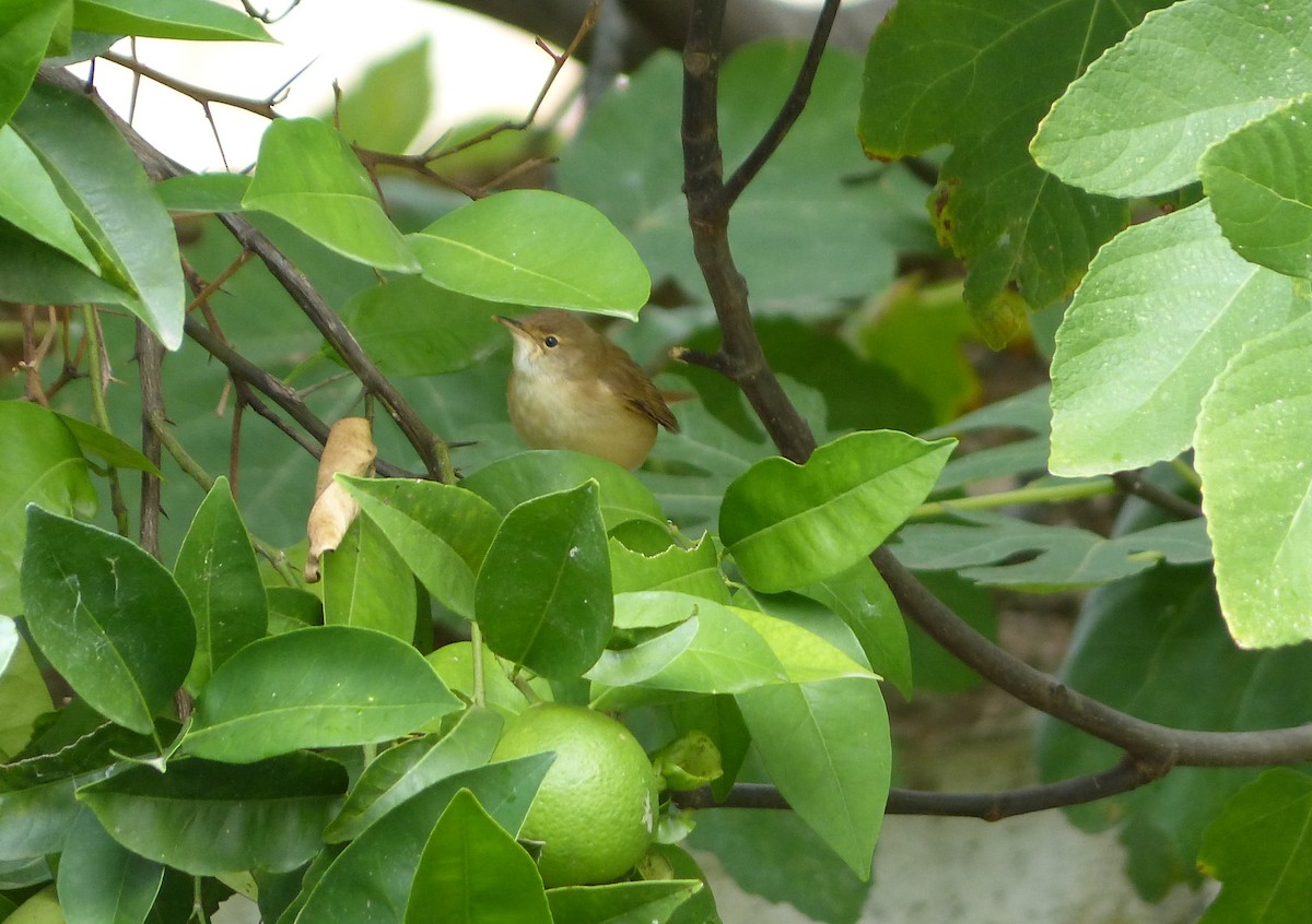 Common Reed Warbler - ML610437338