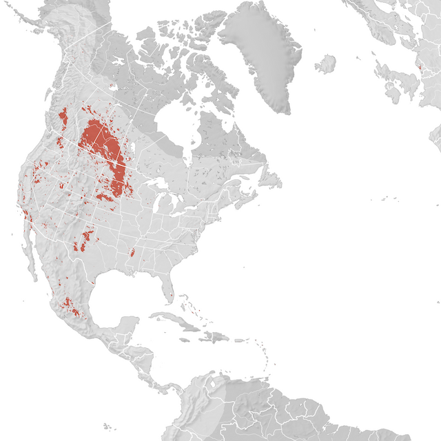 Mappa di distribuzione