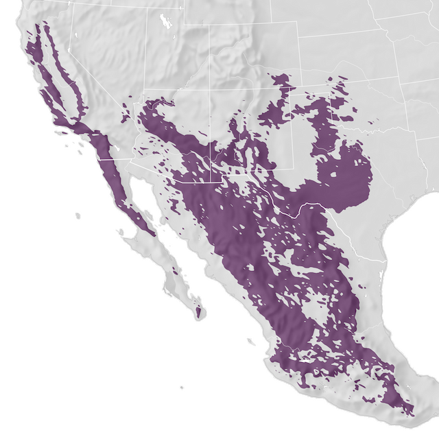 Mapa de Distribuição