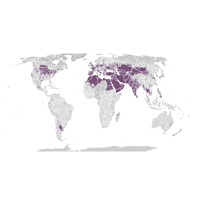 Mapa de Distribuição